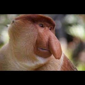 Meet your Posher, Manny